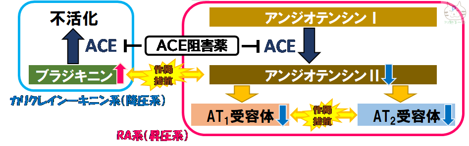 ACE阻害薬 RA系　カリクレインーキニン系 ぷーオリジナル